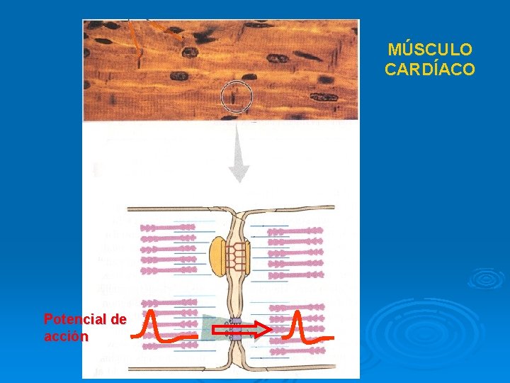 MÚSCULO CARDÍACO Potencial de acción 