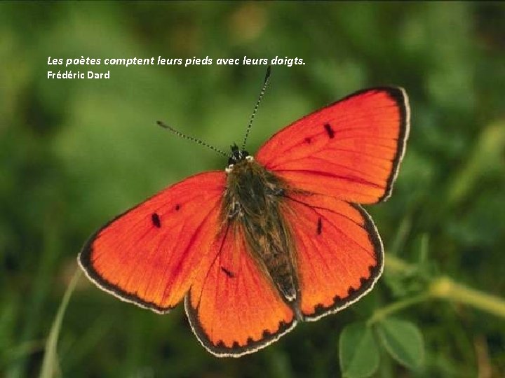 Les poètes comptent leurs pieds avec leurs doigts. Frédéric Dard 