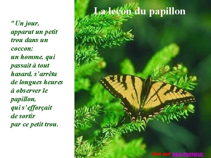 La leçon du papillon "Un jour, apparut un petit trou dans un coccon; un