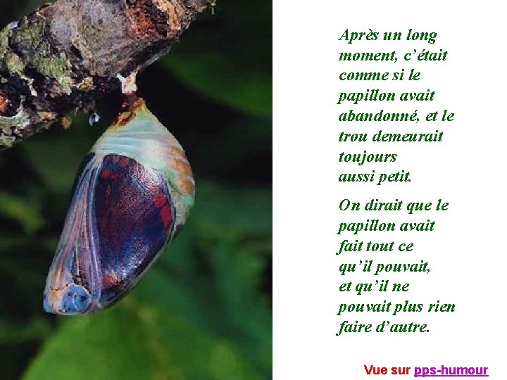 Après un long moment, c’était comme si le papillon avait abandonné, et le trou