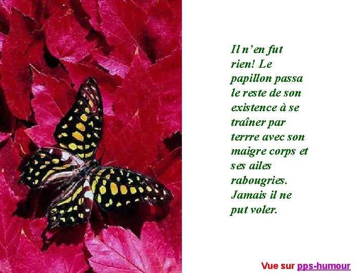 Il n’en fut rien! Le papillon passa le reste de son existence à se