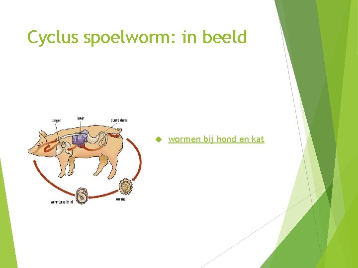 Cyclus spoelworm: in beeld wormen bij hond en kat Cyclus spoelworm: in beeld wormen bij hond en kat