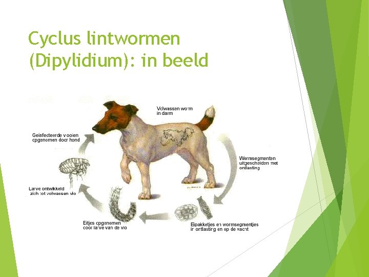 Cyclus lintwormen (Dipylidium): in beeld Cyclus lintwormen (Dipylidium): in beeld