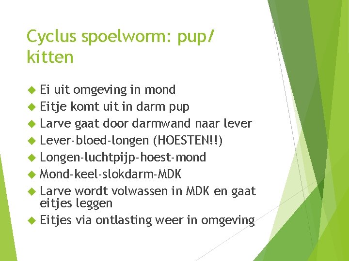 Cyclus spoelworm: pup/ kitten Ei uit omgeving in mond Eitje komt uit in darm Cyclus spoelworm: pup/ kitten Ei uit omgeving in mond Eitje komt uit in darm