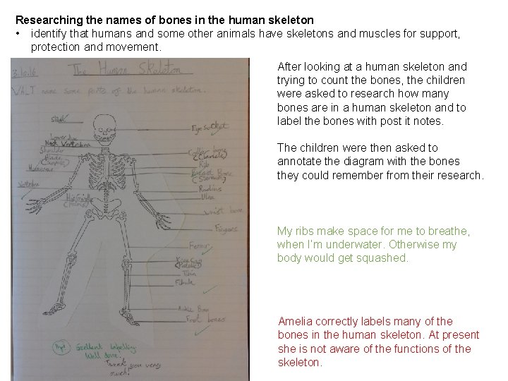 Researching the names of bones in the human skeleton • identify that humans and