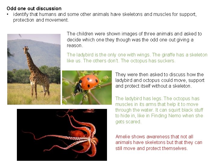 Odd one out discussion • identify that humans and some other animals have skeletons