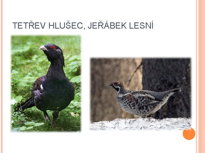 TETŘEV HLUŠEC, JEŘÁBEK LESNÍ 