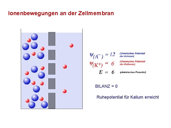 Ionenbewegungen an der Zellmembran BILANZ = 0 Ruhepotential für Kalium erreicht 