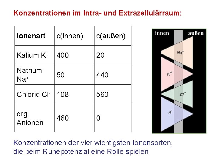 Konzentrationen im Intra- und Extrazellulärraum: Ionenart c(innen) c(außen) Kalium K+ 400 20 Natrium Na+