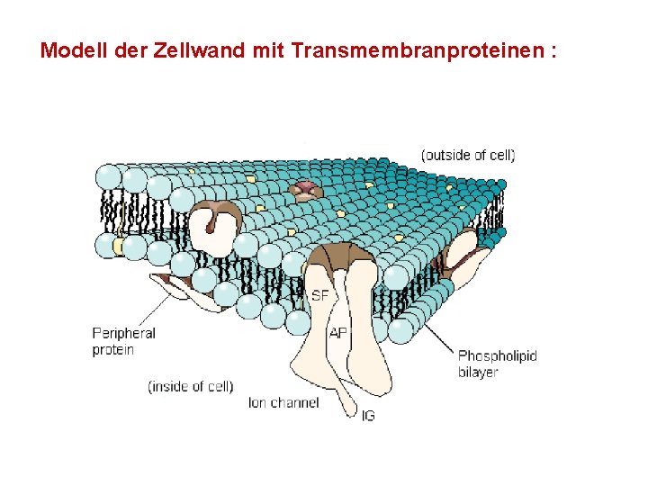 Modell der Zellwand mit Transmembranproteinen : 