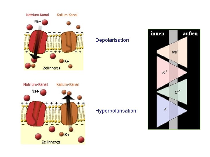 Depolarisation Hyperpolarisation 