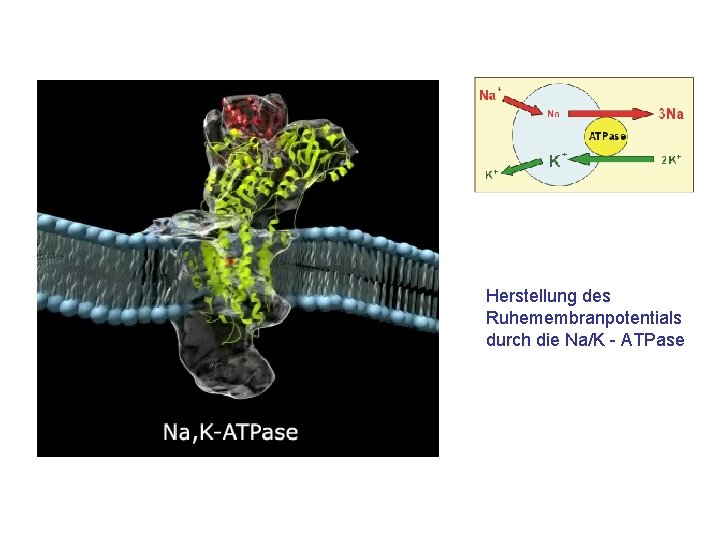 Herstellung des Ruhemembranpotentials durch die Na/K - ATPase 