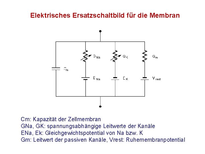 Elektrisches Ersatzschaltbild für die Membran Cm: Kapazität der Zellmembran GNa, GK: spannungsabhängige Leitwerte der