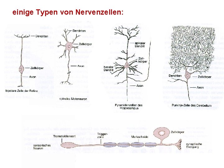einige Typen von Nervenzellen: 