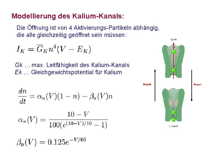 Modellierung des Kalium-Kanals: Die Öffnung ist von 4 Aktivierungs-Partikeln abhängig, die alle gleichzeitig geöffnet