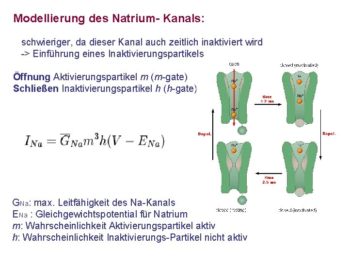 Modellierung des Natrium- Kanals: schwieriger, da dieser Kanal auch zeitlich inaktiviert wird -> Einführung