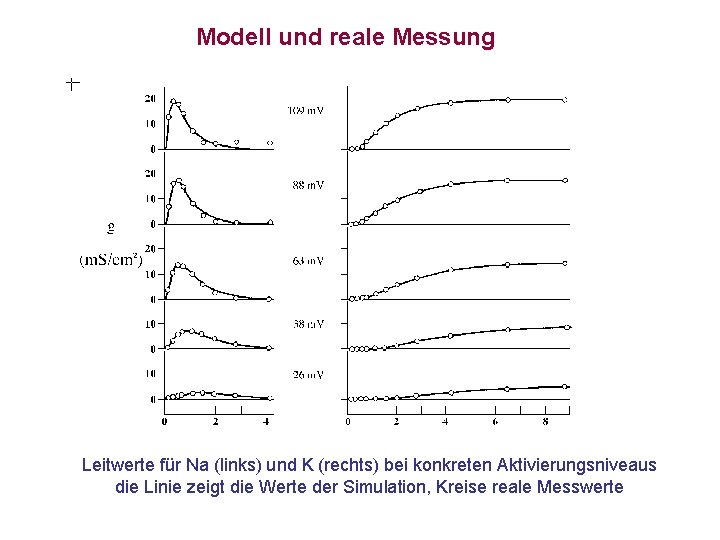 Modell und reale Messung Leitwerte für Na (links) und K (rechts) bei konkreten Aktivierungsniveaus