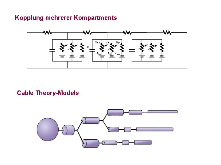 Kopplung mehrerer Kompartments Cable Theory-Models 