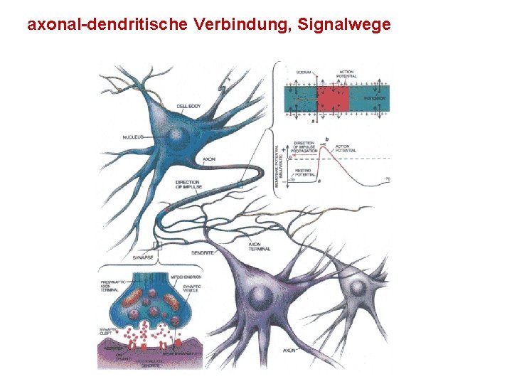 axonal-dendritische Verbindung, Signalwege 