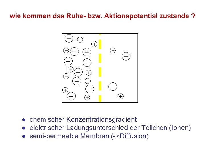 wie kommen das Ruhe- bzw. Aktionspotential zustande ? ● chemischer Konzentrationsgradient ● elektrischer Ladungsunterschied