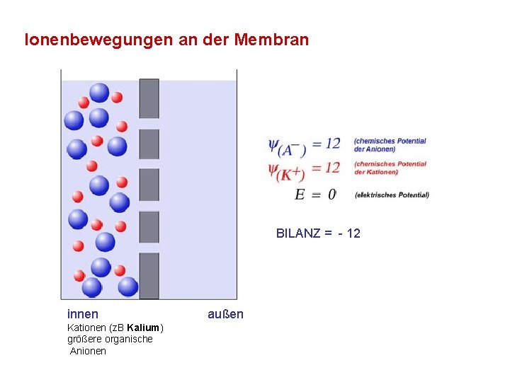 Ionenbewegungen an der Membran BILANZ = - 12 innen Kationen (z. B Kalium) größere