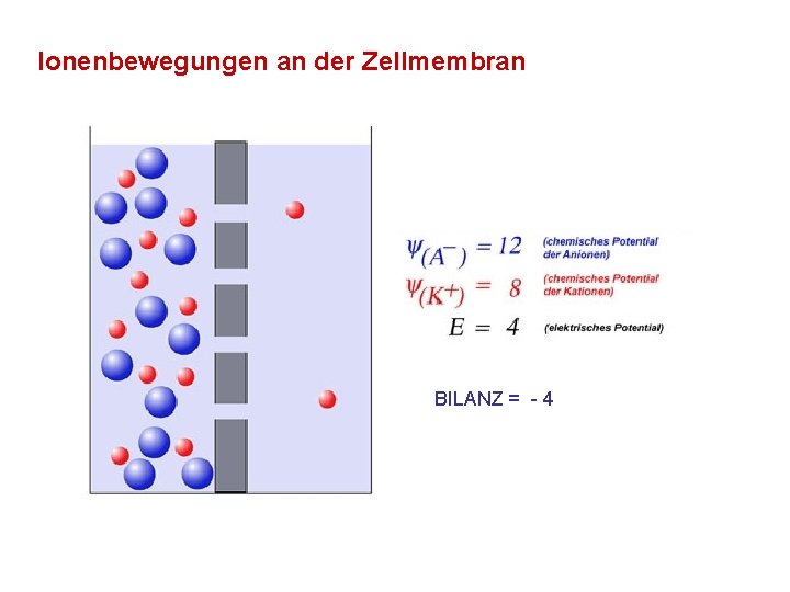 Ionenbewegungen an der Zellmembran BILANZ = - 4 