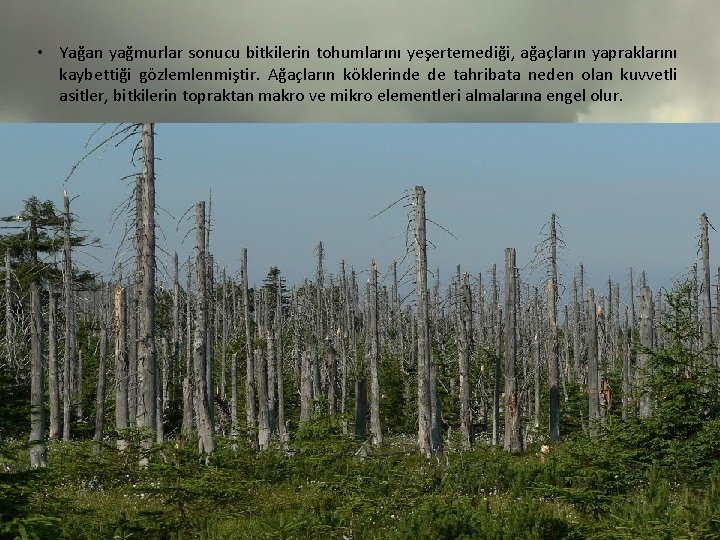  • Yağan yağmurlar sonucu bitkilerin tohumlarını yeşertemediği, ağaçların yapraklarını kaybettiği gözlemlenmiştir. Ağaçların köklerinde