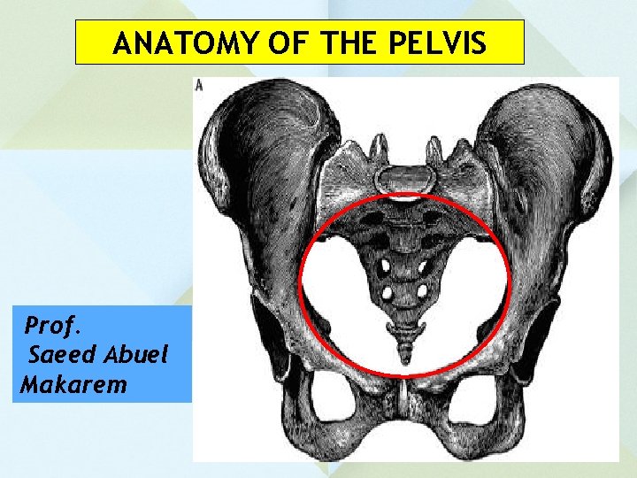 ANATOMY OF THE PELVIS Prof. Saeed Abuel Makarem 