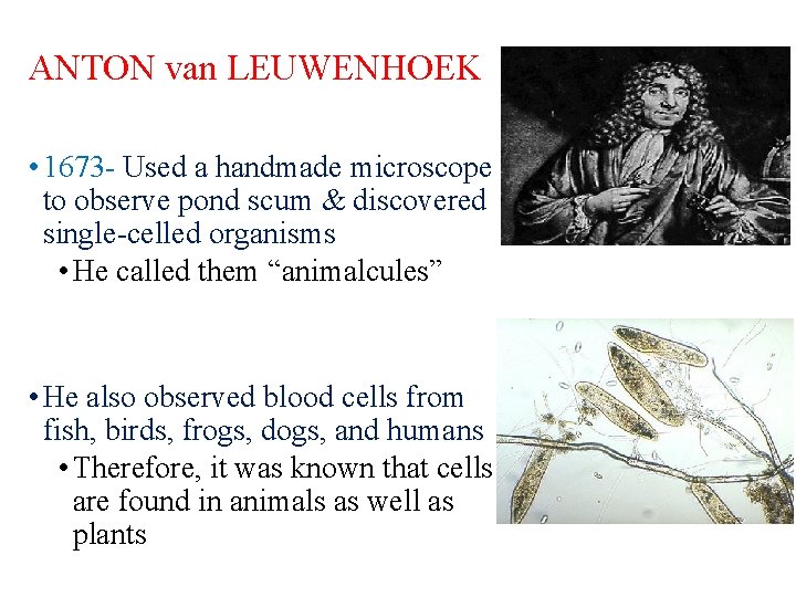 ANTON van LEUWENHOEK • 1673 - Used a handmade microscope to observe pond scum