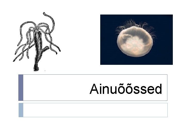 Ainuõõssed 