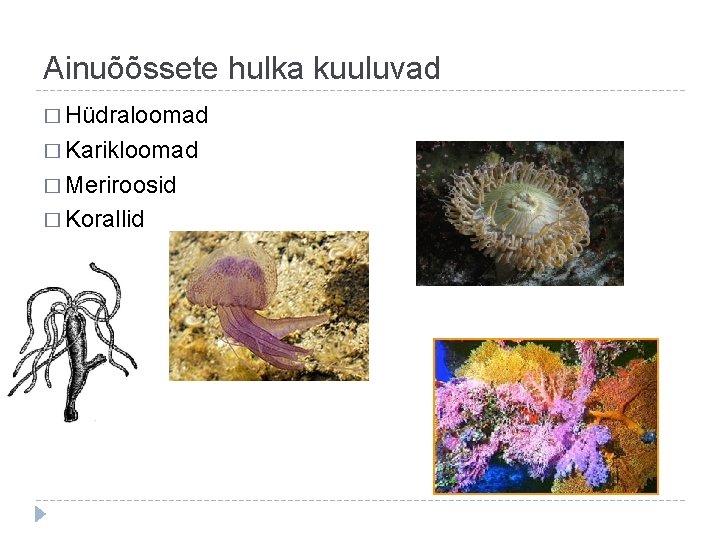 Ainuõõssete hulka kuuluvad � Hüdraloomad � Karikloomad � Meriroosid � Korallid 