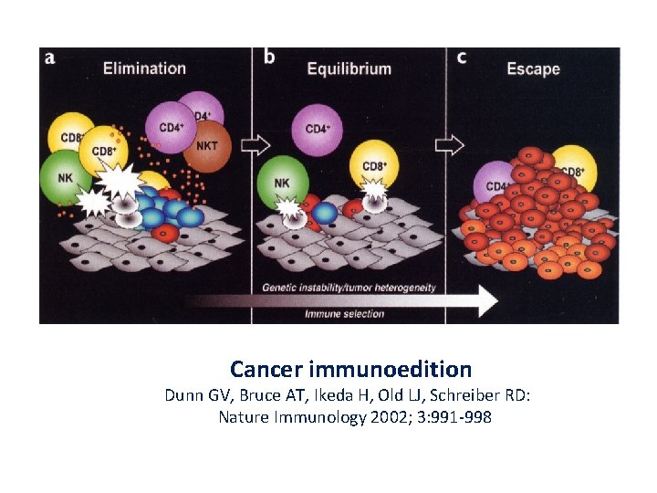 Cancer immunoedition Dunn GV, Bruce AT, Ikeda H, Old LJ, Schreiber RD: Nature Immunology