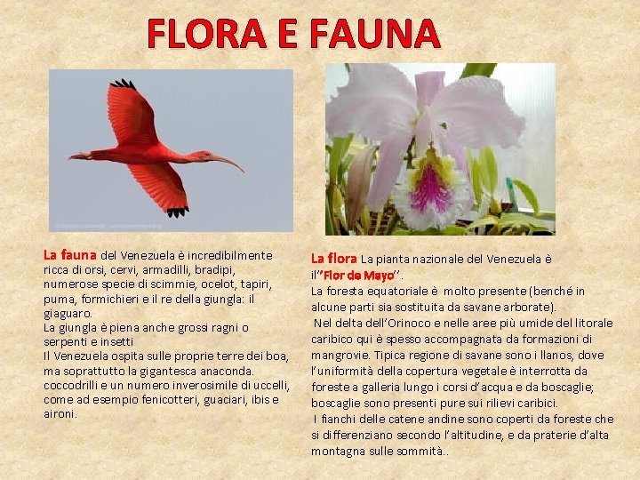 FLORA E FAUNA La fauna del Venezuela è incredibilmente ricca di orsi, cervi, armadilli, FLORA E FAUNA La fauna del Venezuela è incredibilmente ricca di orsi, cervi, armadilli,