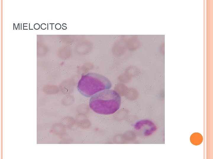 MIELOCITOS 