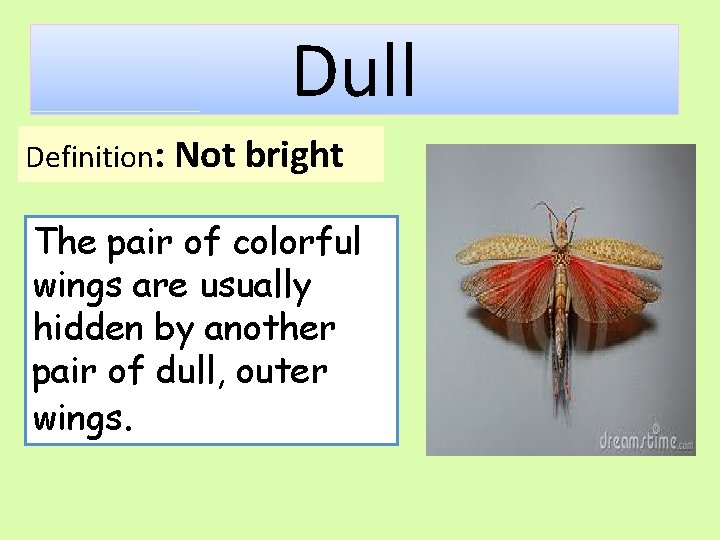 Dull Definition: Not bright The pair of colorful wings are usually hidden by another