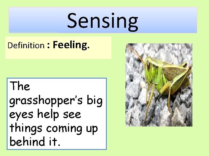 Sensing Definition : Feeling. The grasshopper’s big eyes help see things coming up behind