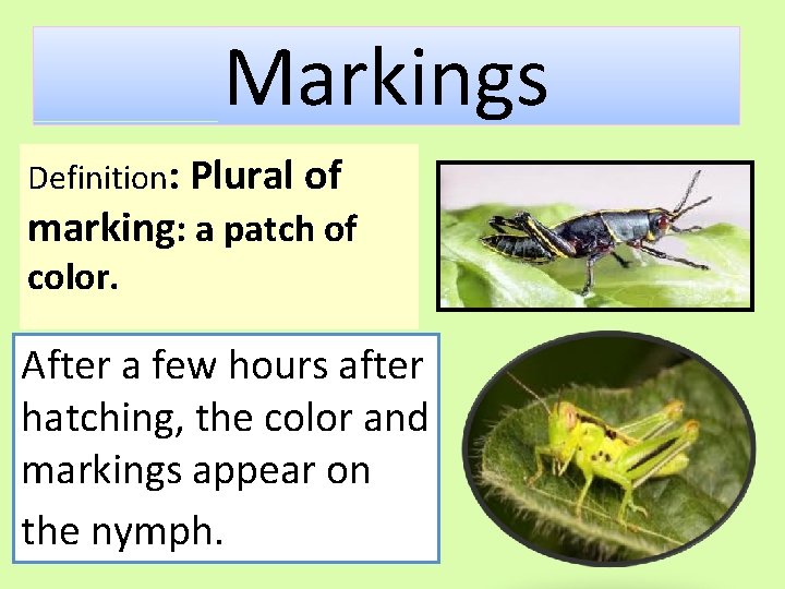 Markings Definition: Plural of marking: a patch of color. After a few hours after