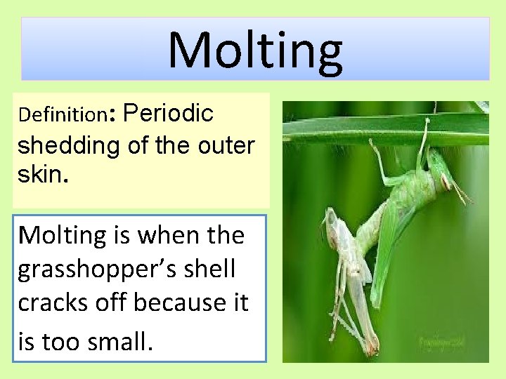 Molting Definition: Periodic shedding of the outer skin. Molting is when the grasshopper’s shell