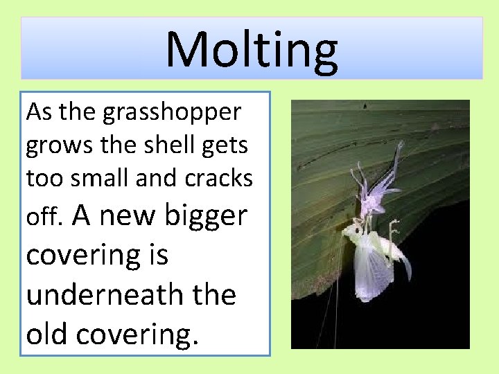 Molting As the grasshopper grows the shell gets too small and cracks off. A