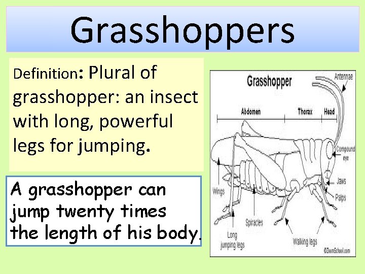 Grasshoppers Definition: Plural of grasshopper: an insect with long, powerful legs for jumping. A
