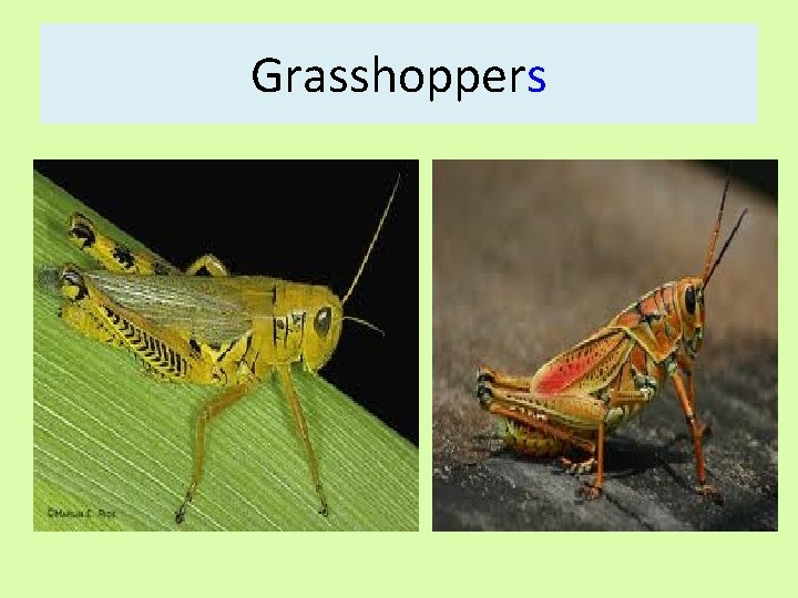 Grasshoppers 