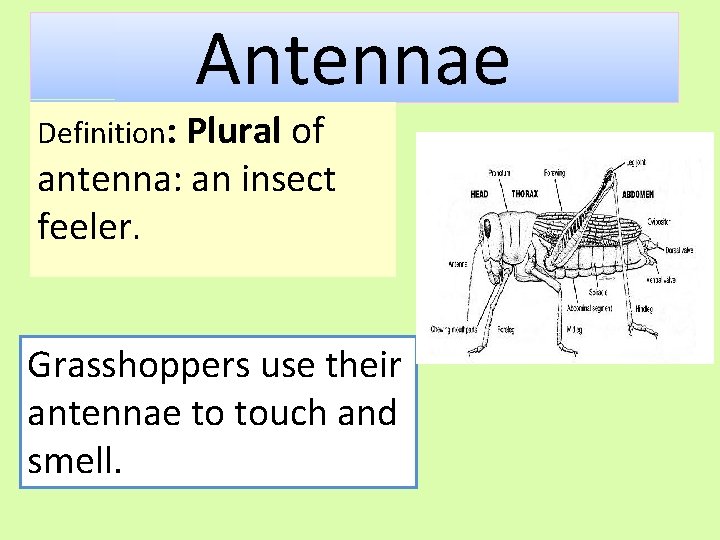 Antennae Definition: Plural of antenna: an insect feeler. Grasshoppers use their antennae to touch