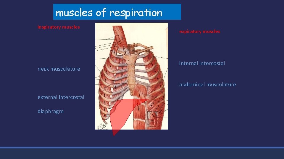 muscles of respiration inspiratory muscles neck musculature expiratory muscles internal intercostal abdominal musculature external