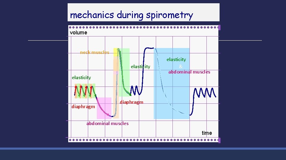 mechanics during spirometry volume neck muscles elasticity diaphragm elasticity & abdominal muscles diaphragm abdominal