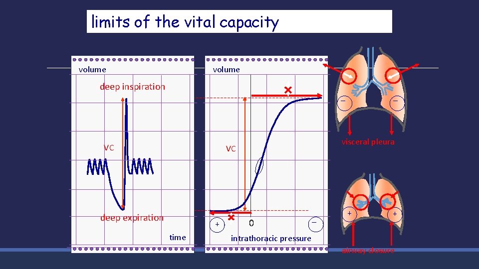 limits of the vital capacity volume deep inspiration _ VC visceral pleura VC deep