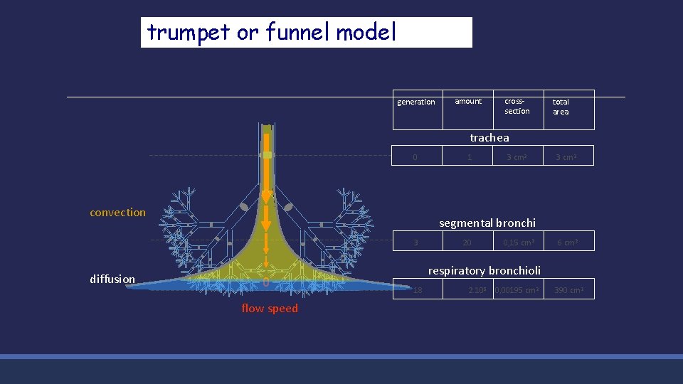 trumpet or funnel model sum of the transverse areas of each branching generation amount
