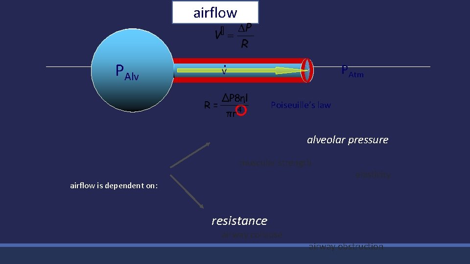 airflow PPAlv VV PAtm Poiseuille’s law alveolar pressure muscular strength airflow is dependent on: