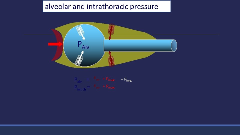 alveolar and intrathoracic pressure PAlv Palv = Pint. th = Pcw + Pmusc +