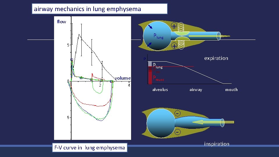 airway mechanics in lung emphysema flow + Plung + P volume expiration Plung Pcw