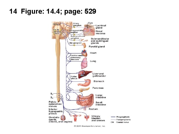 CHAPTER 14 AUTONOMIC NERVOUS SYSTEM NOTES 2 Our
